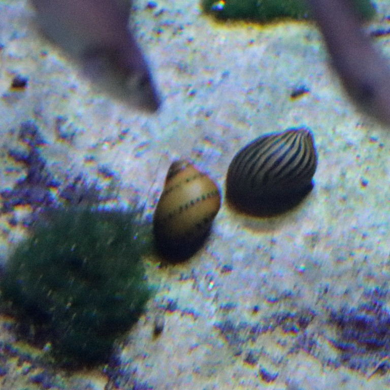 Tiger and Zebra Nerite Snail
