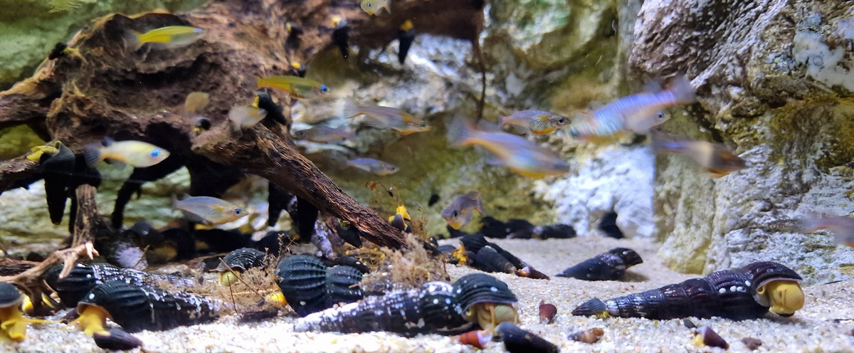 Pure Orange Rabbit Snail