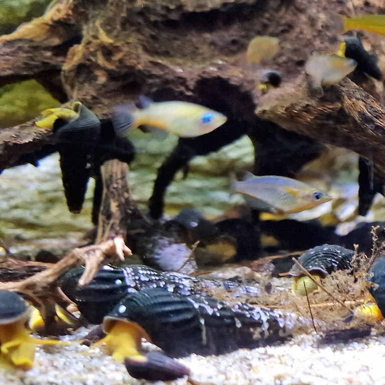 Pure Orange Rabbit Snail