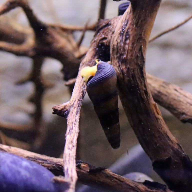 Pure Orange Rabbit Snail