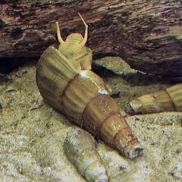 Yellow Poso Rabbit Snail