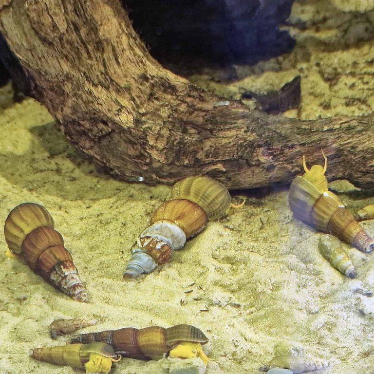 Poso Yellow Rabbit Snail