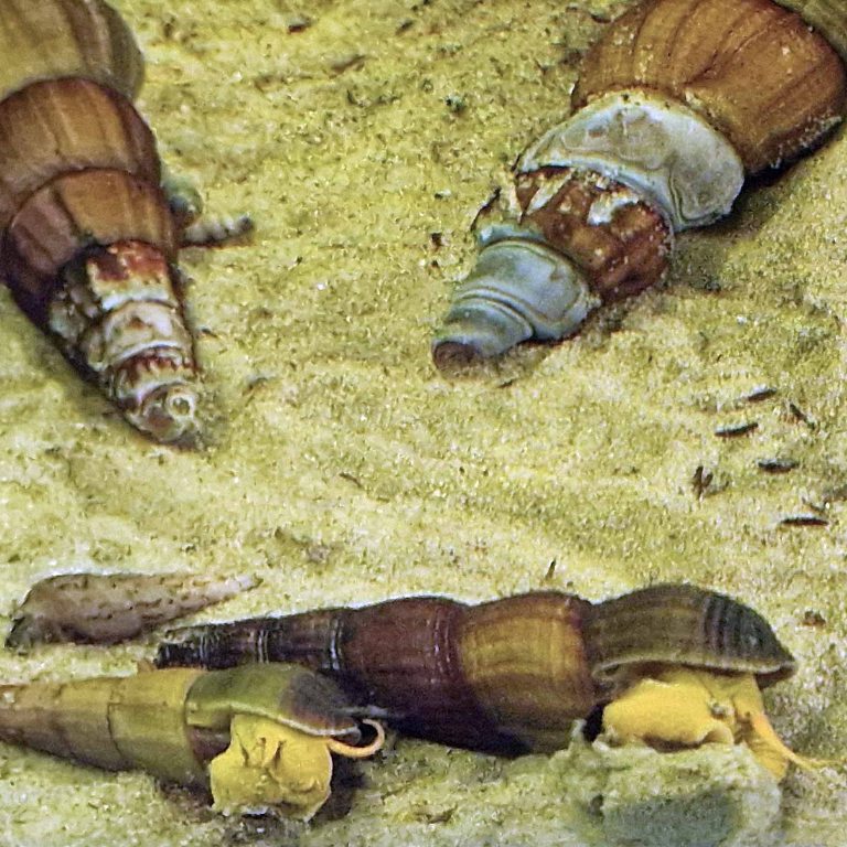 Poso Yellow Rabbit Snail