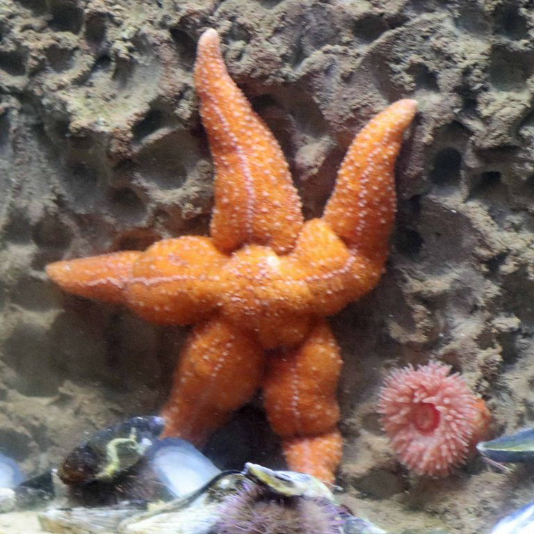 Common Starfish