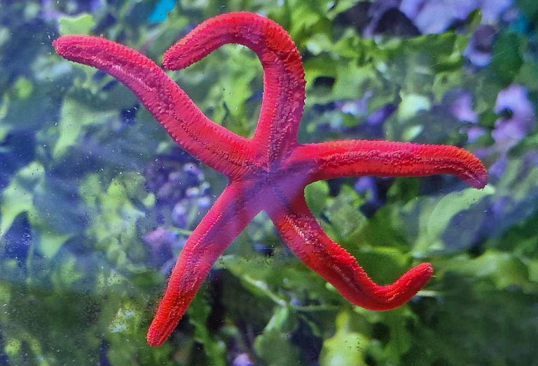 Mediterranean Red Sea Star