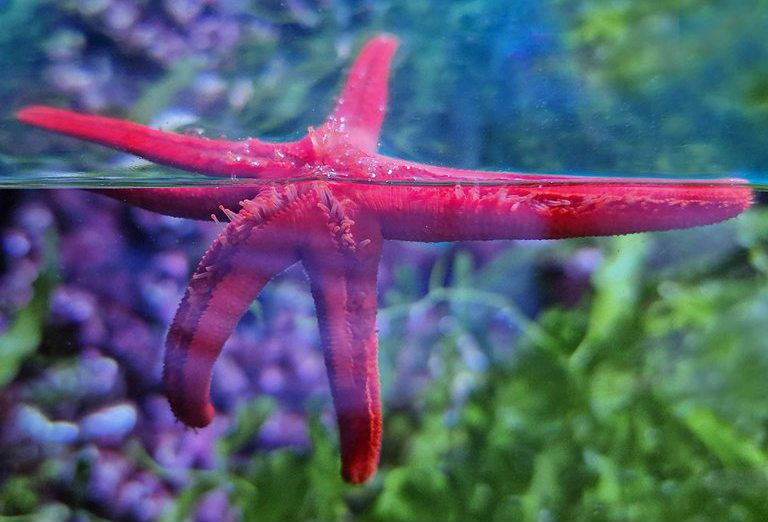 Mediterranean Red Sea Star