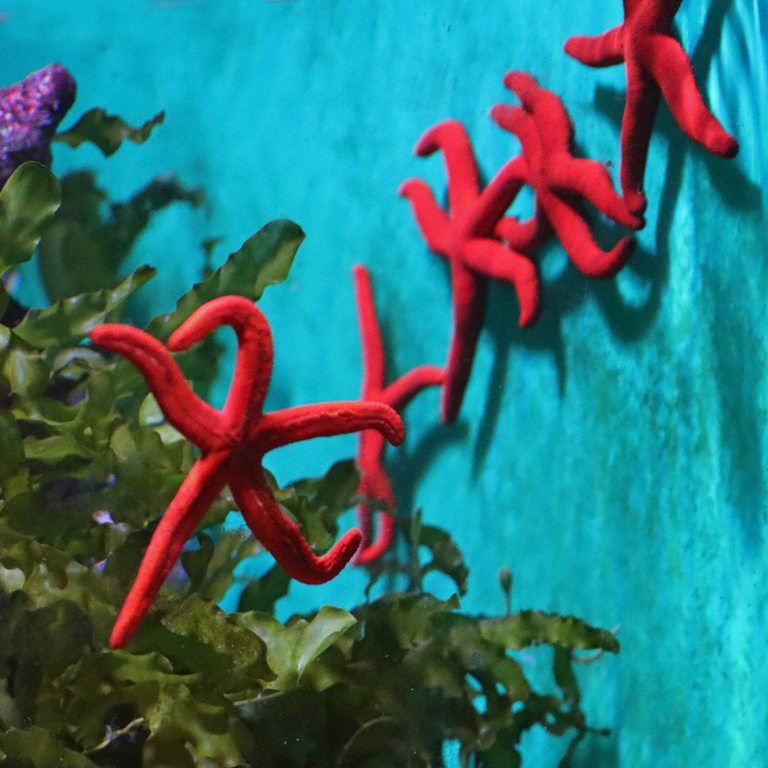 Mediterranean Red Sea Stars