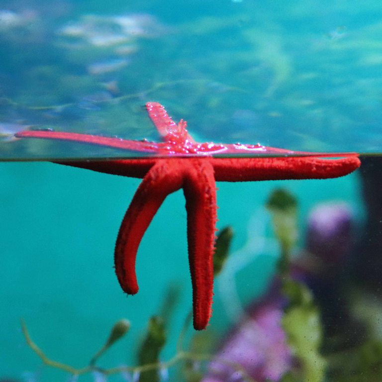 Mediterranean Red Sea Star
