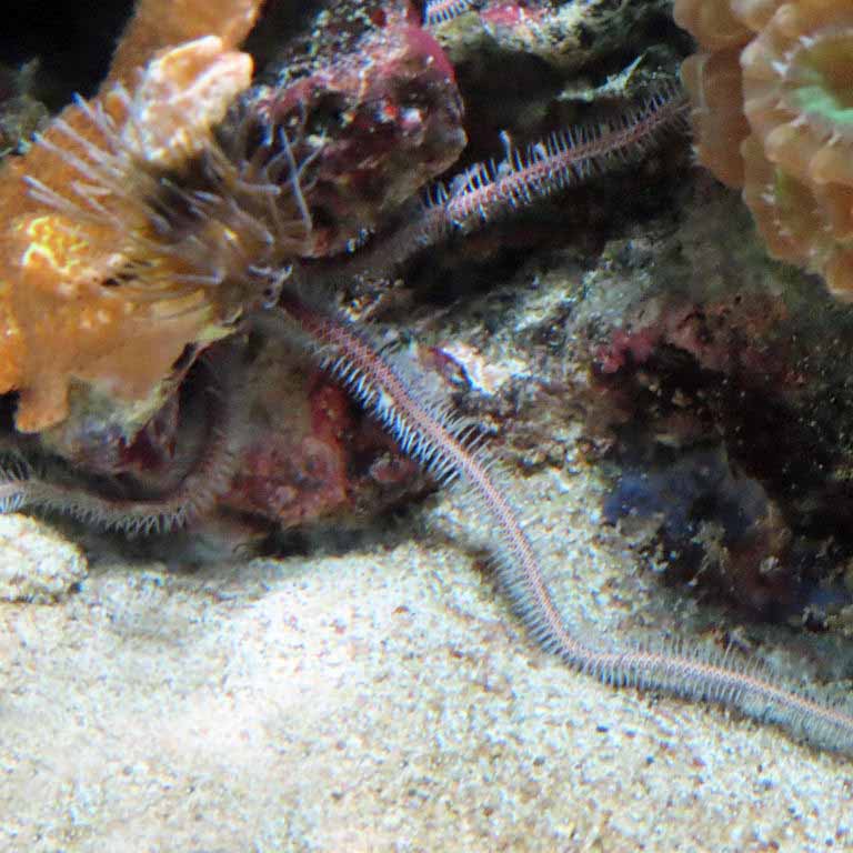 Common Brittle Star