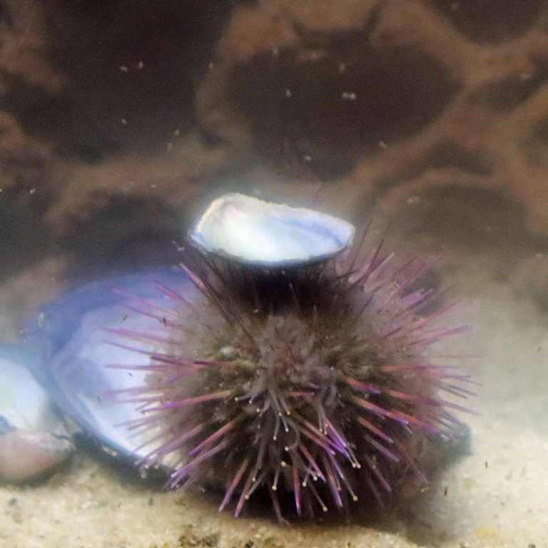 Shore Sea Urchin