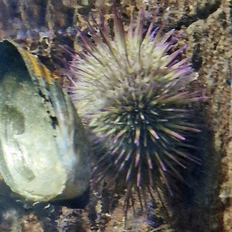 Green Sea Urchin