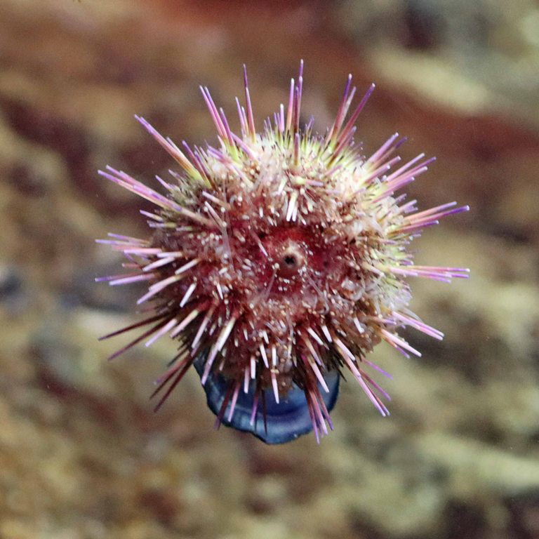 Green Sea Urchin