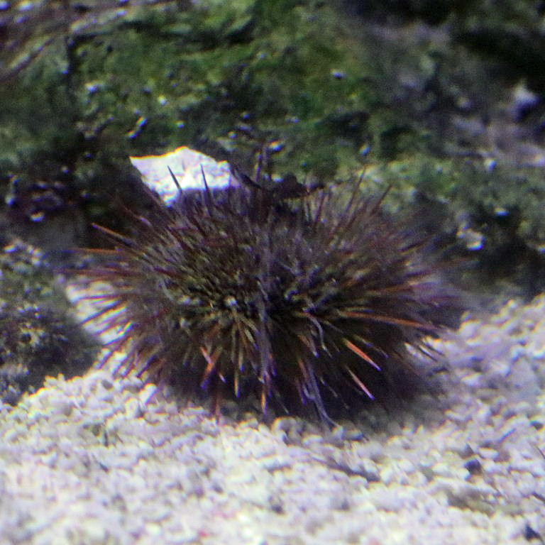 Green Sea Urchin