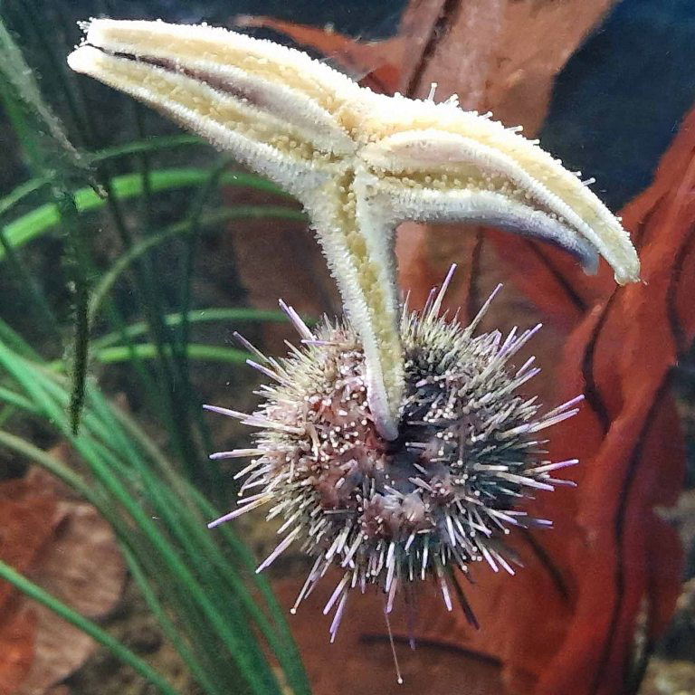 Green Sea Urchin and sea star