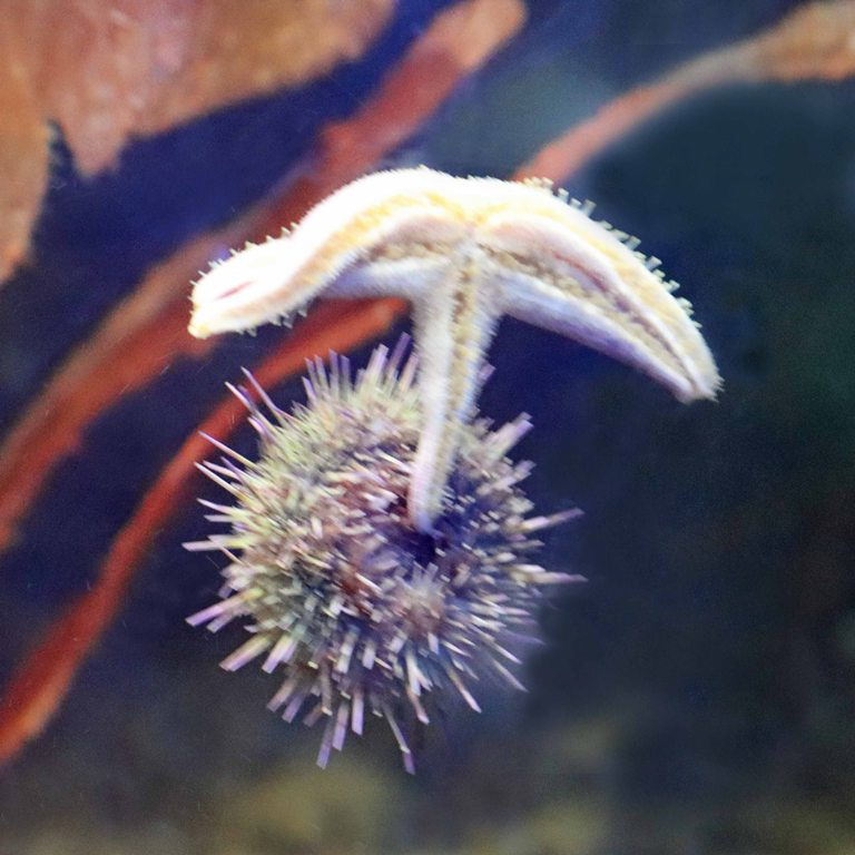 Green Sea Urchin and sea star