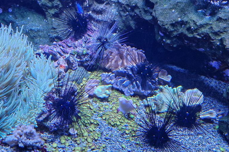 Pacific Long-spined Black Sea Urchin