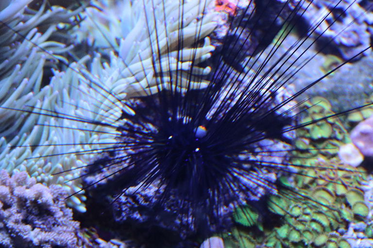 Pacific Long-spined Black Sea Urchin