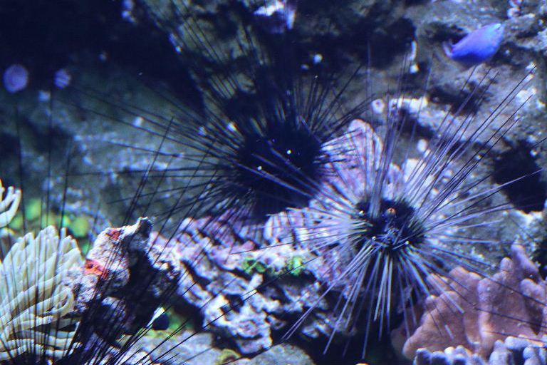 White-spined Long-spined Black Sea Urchin