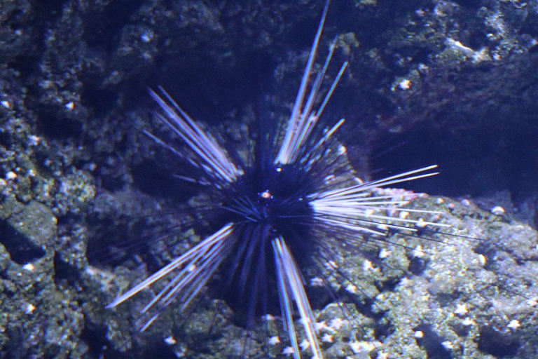 White-spined Long-spined Black Sea Urchin