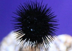 Black Sea Urchin <em>Arbacia lixula</em>