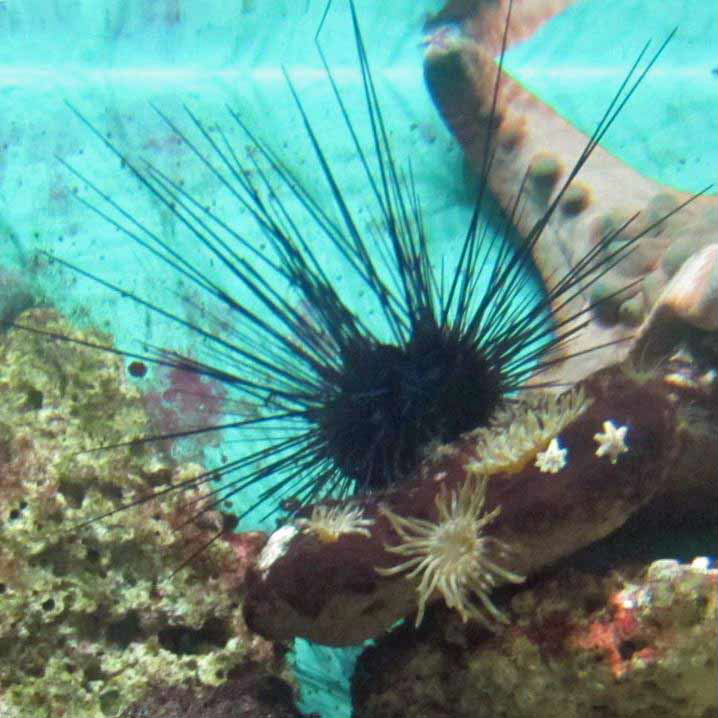 Atlantic Long-spined Black Sea Urchin
