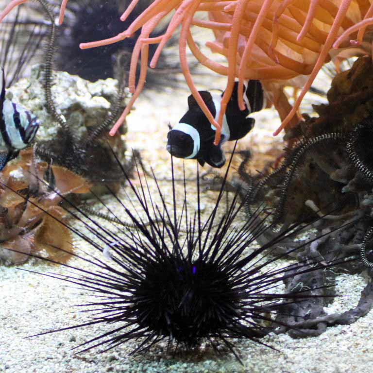 Atlantic Long-spined Black Sea Urchin