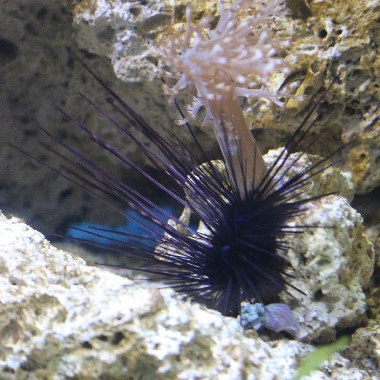 Atlantic Long-spined Black Sea Urchin
