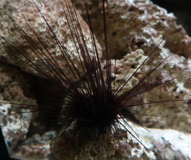 Atlantic Long-spined Black Sea Urchin