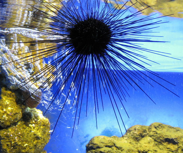 Atlantic Long-spined Black Sea Urchin