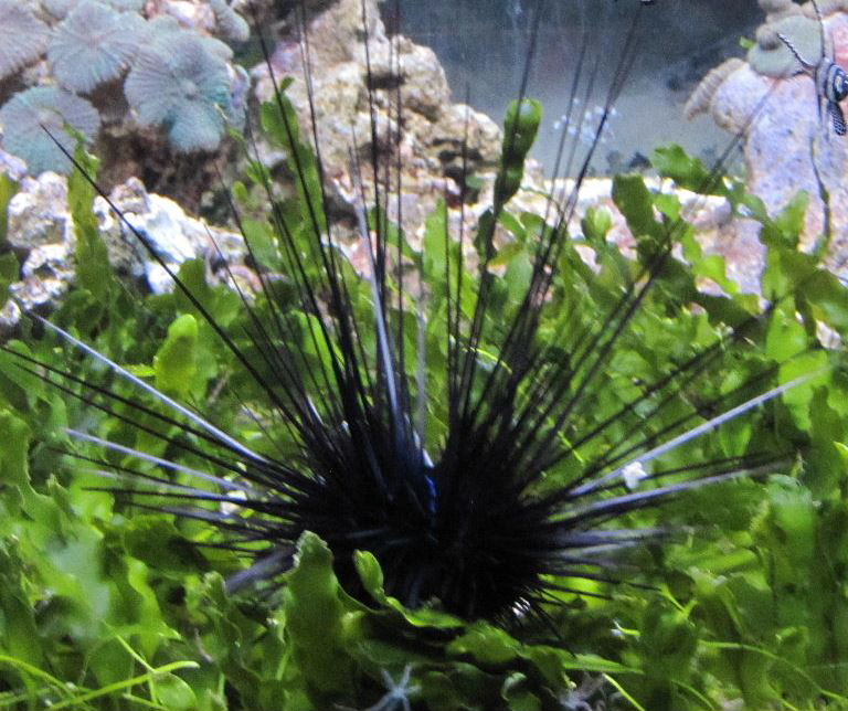 Atlantic Long-spined Black Sea Urchin