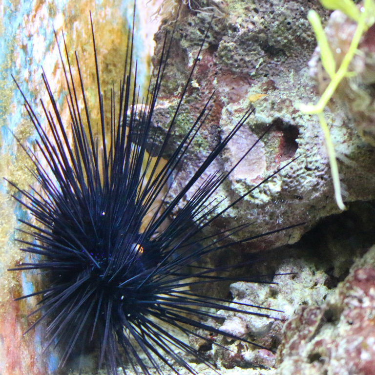 Pacific Long-spined Black Sea Urchin