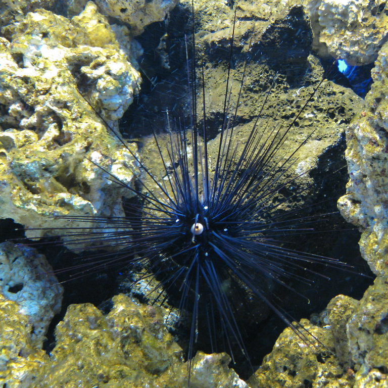 Pacific Long-spined Black Sea Urchin