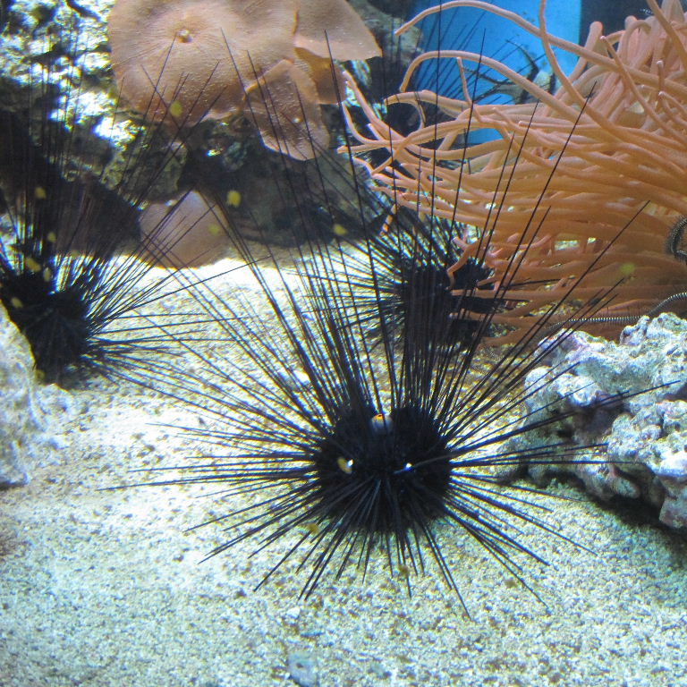 Pacific Long-spined Black Sea Urchin
