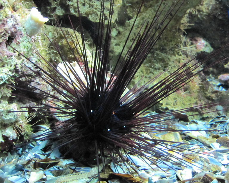 Pacific Long-spined Black Sea Urchin