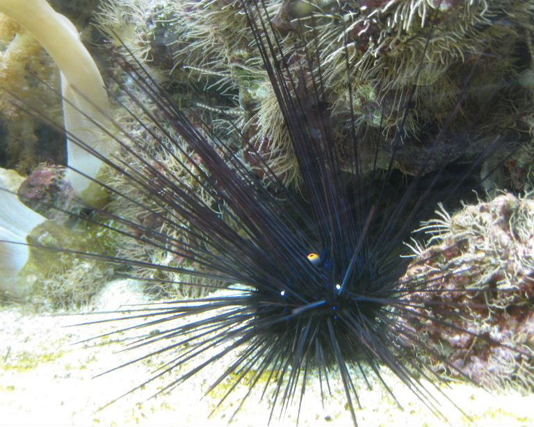 Pacific Long-spined Black Sea Urchin