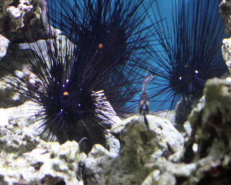 Pacific Long-spined Black Sea Urchin