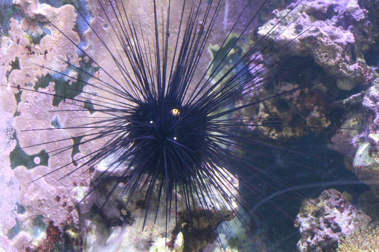 Pacific Long-spined Black Sea Urchin