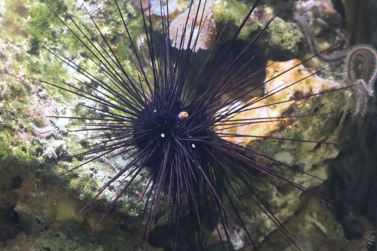 Pacific Long-spined Black Sea Urchin