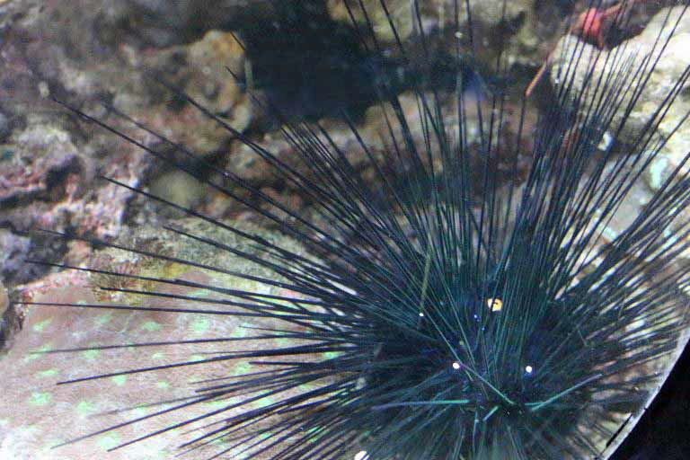 Pacific Long-spined Black Sea Urchin