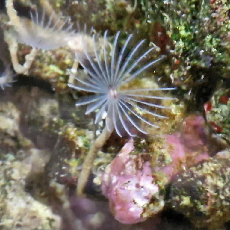 Feaather Duster Worm