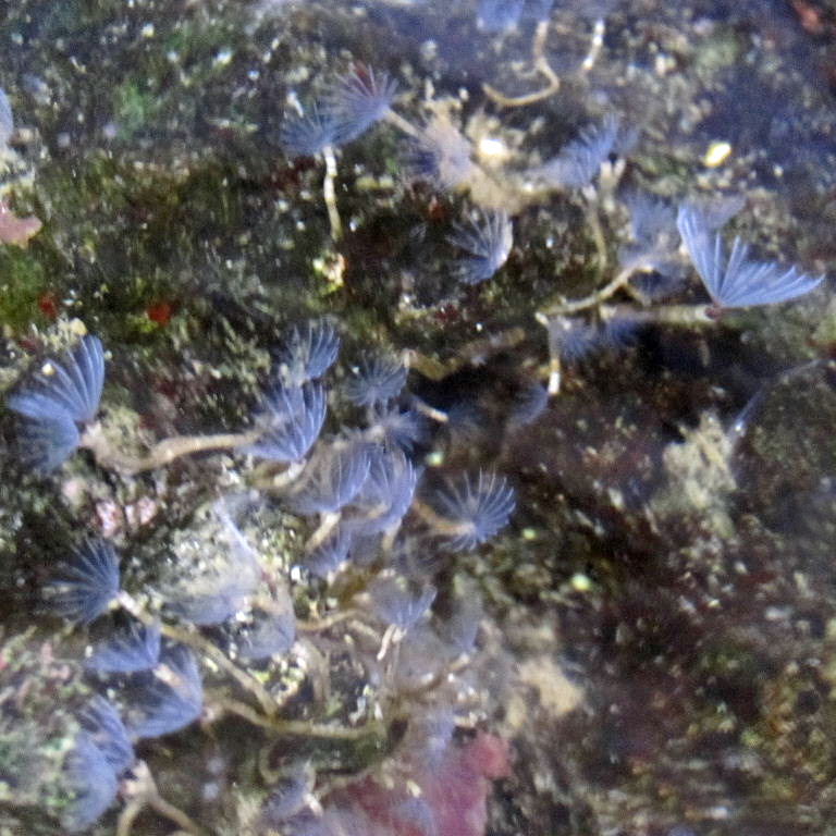 Feaather Duster Worm