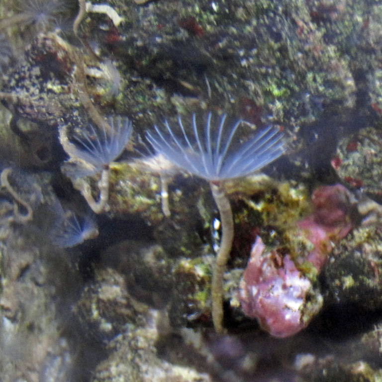 Feaather Duster Worm