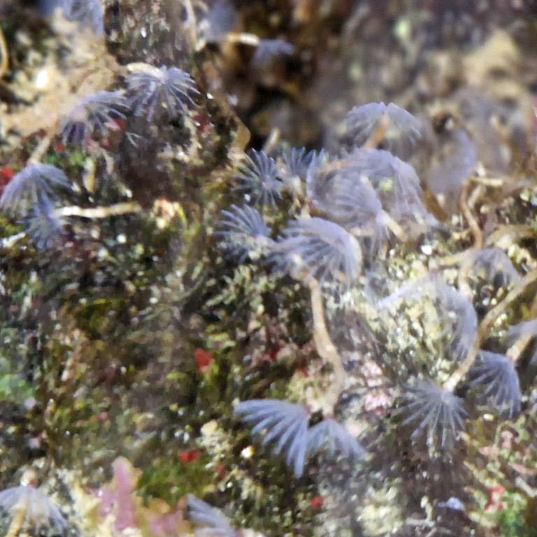 Feaather Duster Worm