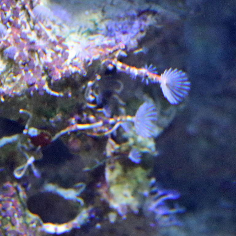 Feaather Duster Worm