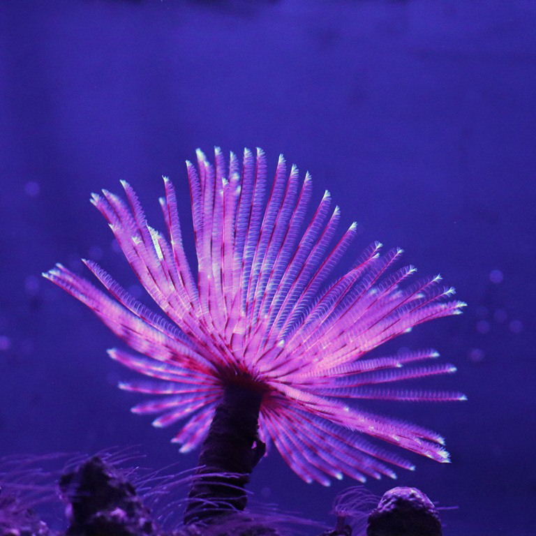 Indian Feather Duster Worm