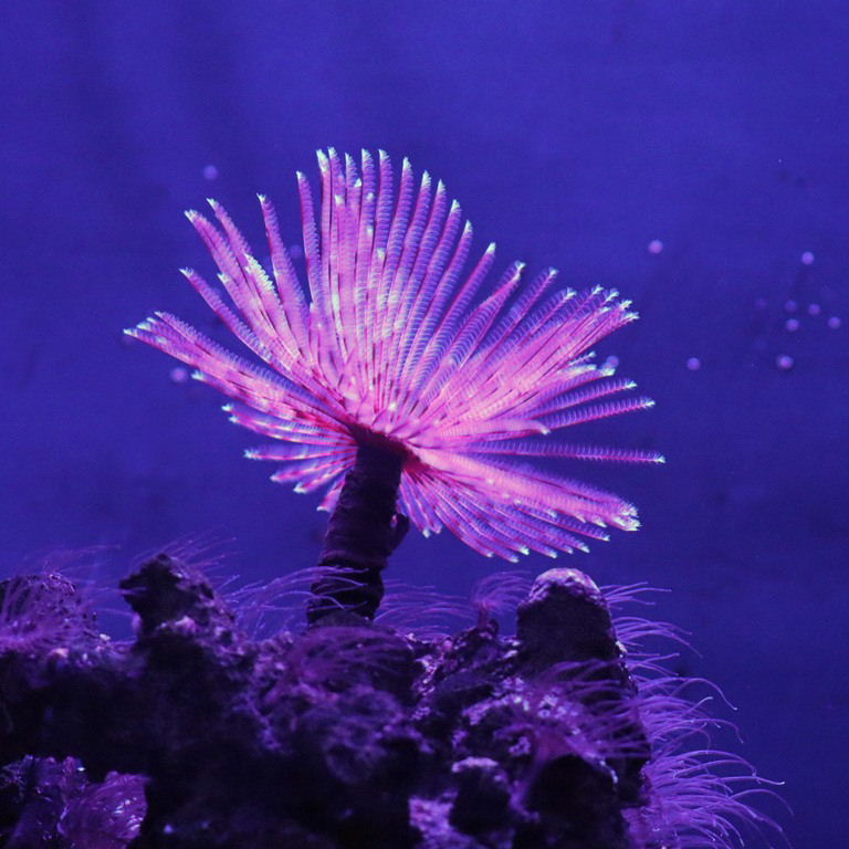 Indian Feather Duster Worm