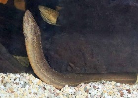Asian Swamp Eel