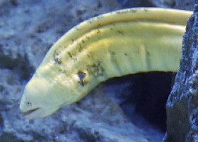 Banana? Moray Eel