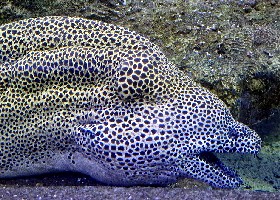 Honeycomb Moray Eel