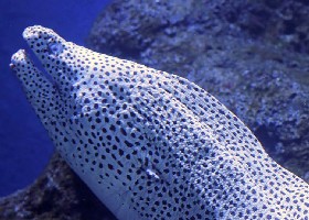 Spotted Moray Eel